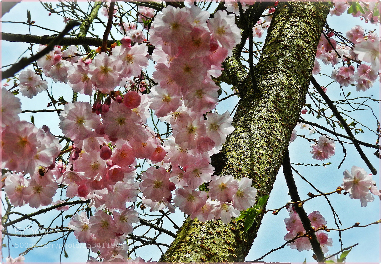 Nikon Coolpix P500 sample photo. Flowering cherry photography