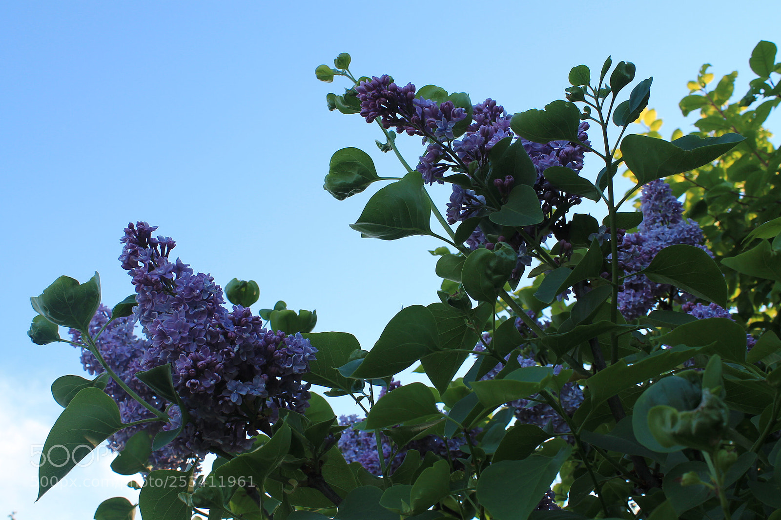 Canon EOS 1100D (EOS Rebel T3 / EOS Kiss X50) sample photo. Img photography