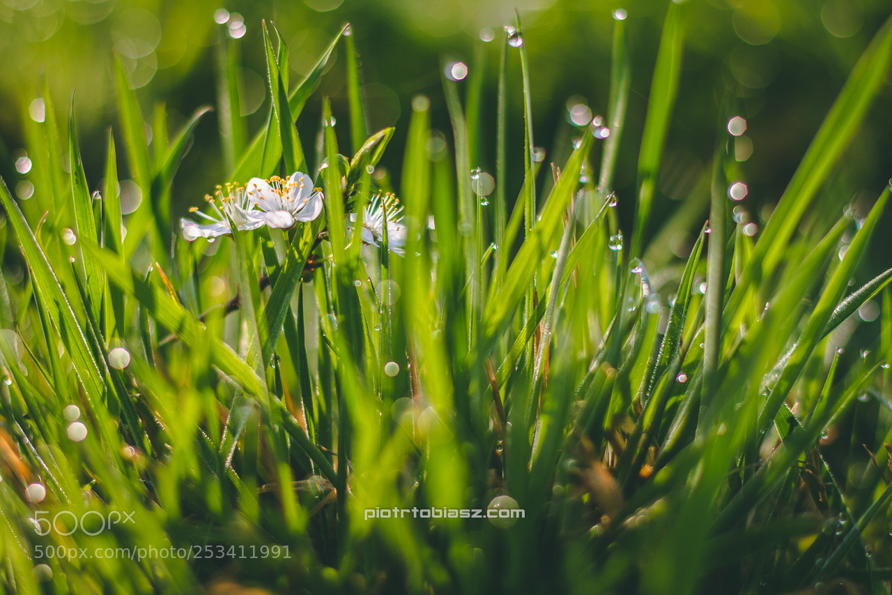 Canon EOS 7D sample photo. Morning dew. photography