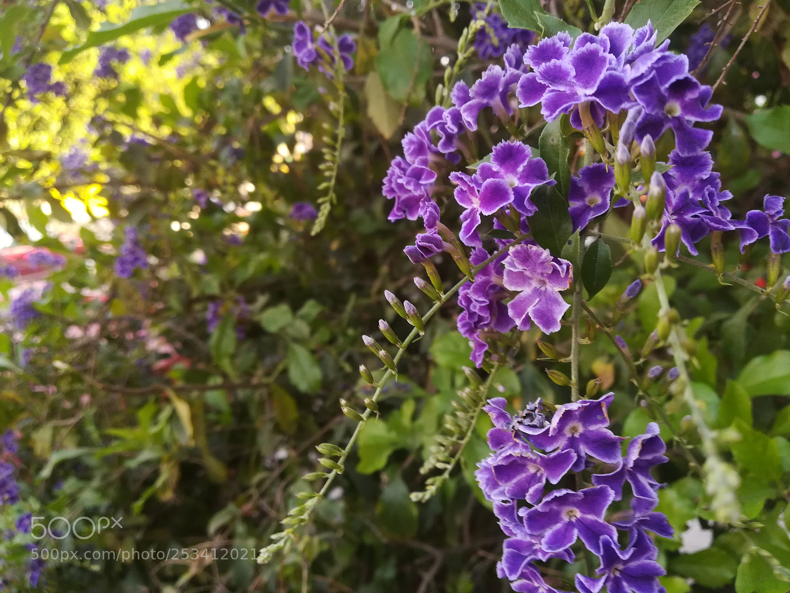 HUAWEI P10 lite sample photo. Untitled photography