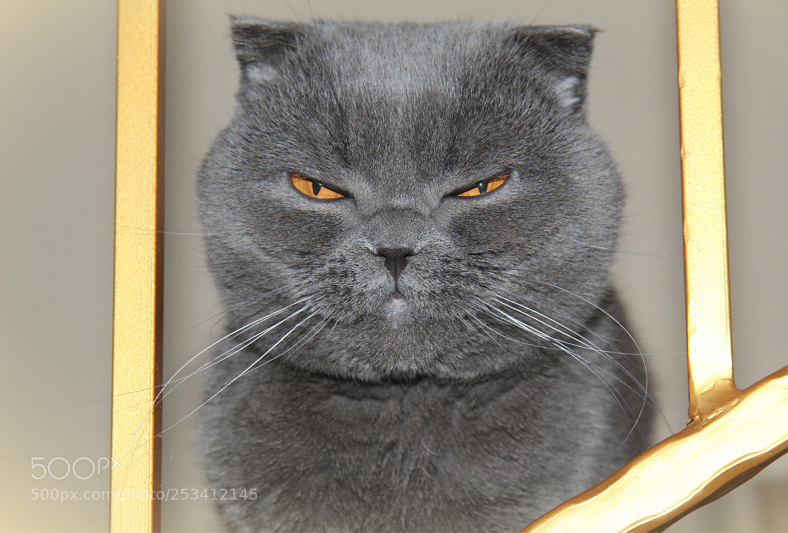 Canon EOS 60D sample photo. Archie.  portrait photography
