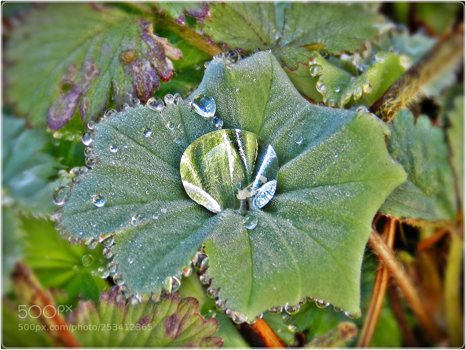 Nikon Coolpix P500 sample photo. Beads of dew photography