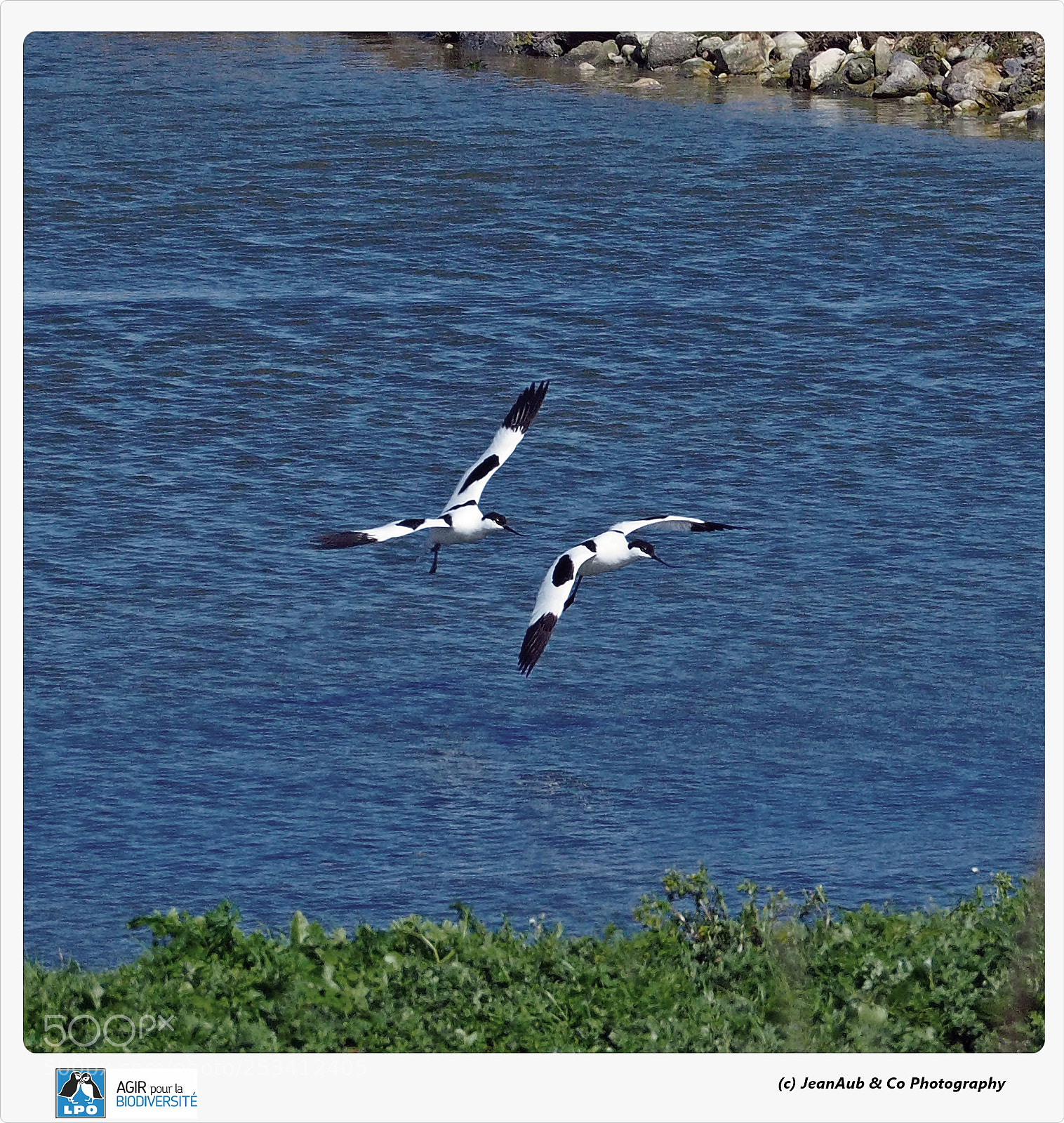 Olympus OM-D E-M5 II sample photo. Flying with you photography