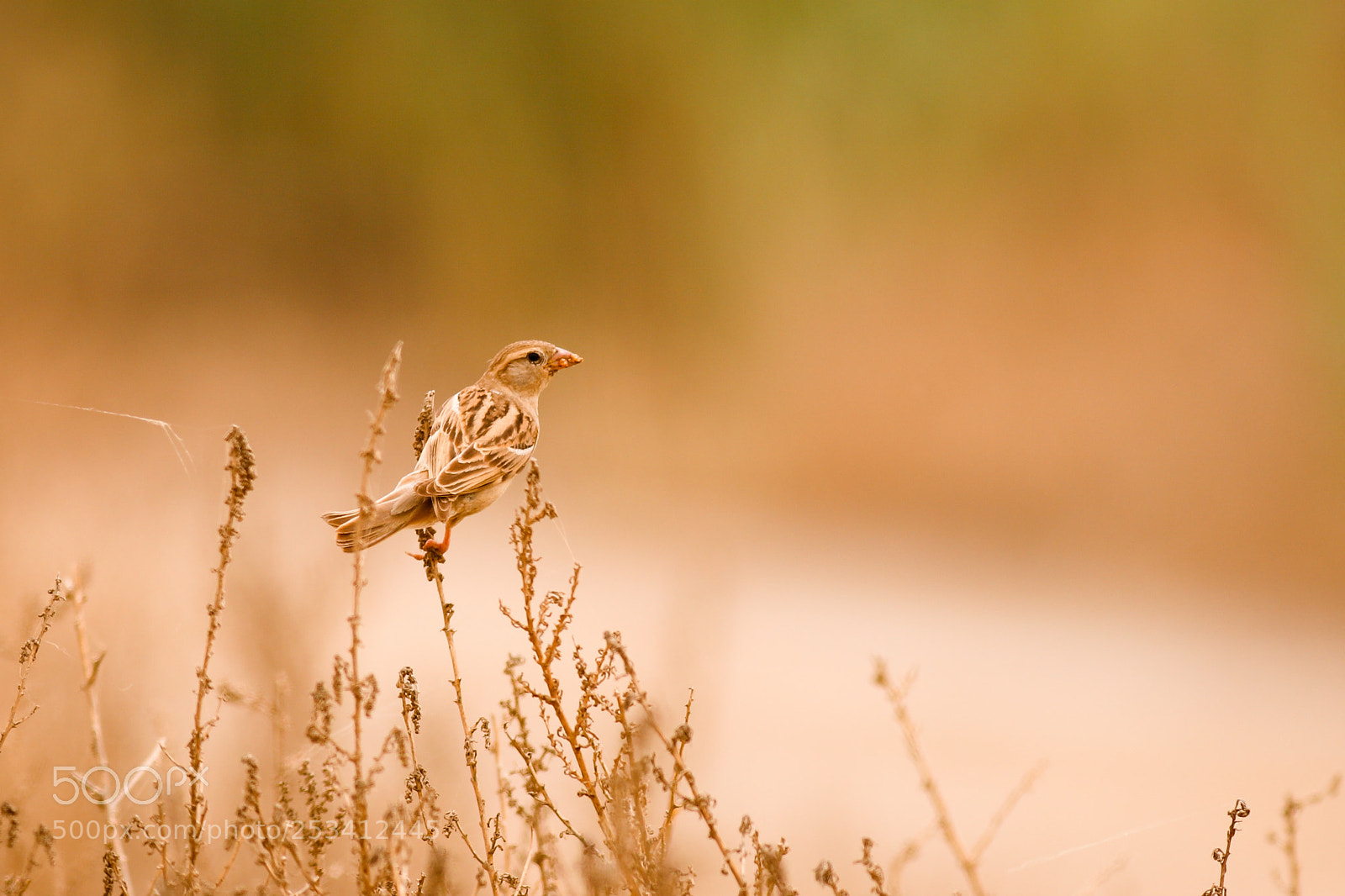 Canon EOS 6D Mark II sample photo. The sparrow photography