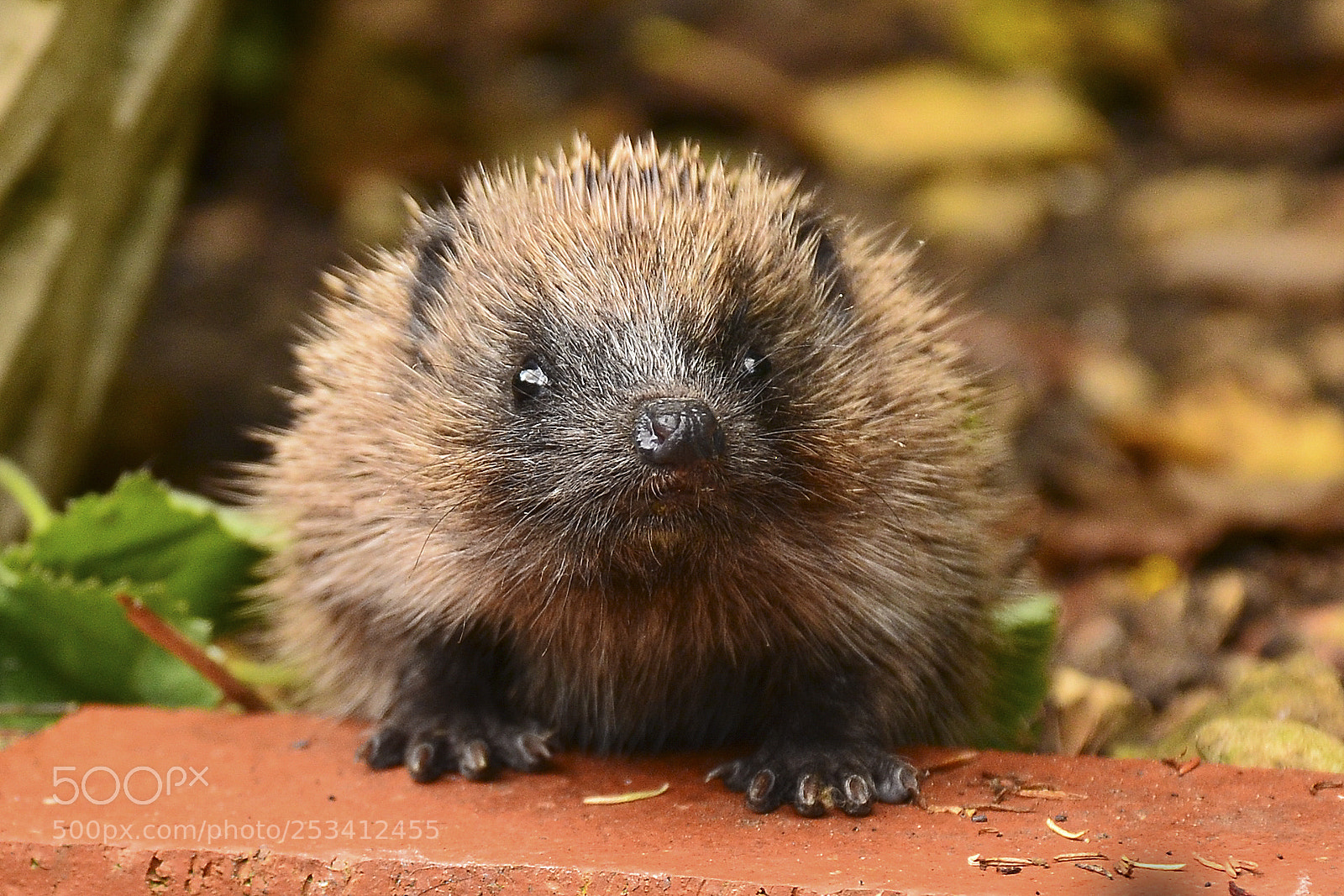 Nikon D7000 sample photo. Hoglet photography