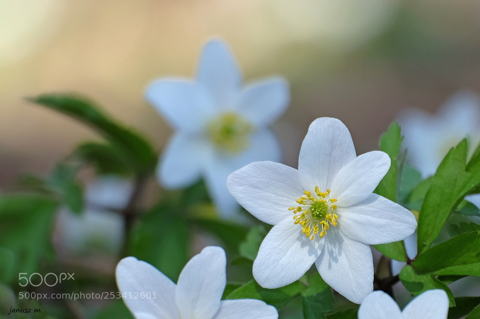 Fujifilm X-T10 sample photo. Anemone-2 photography