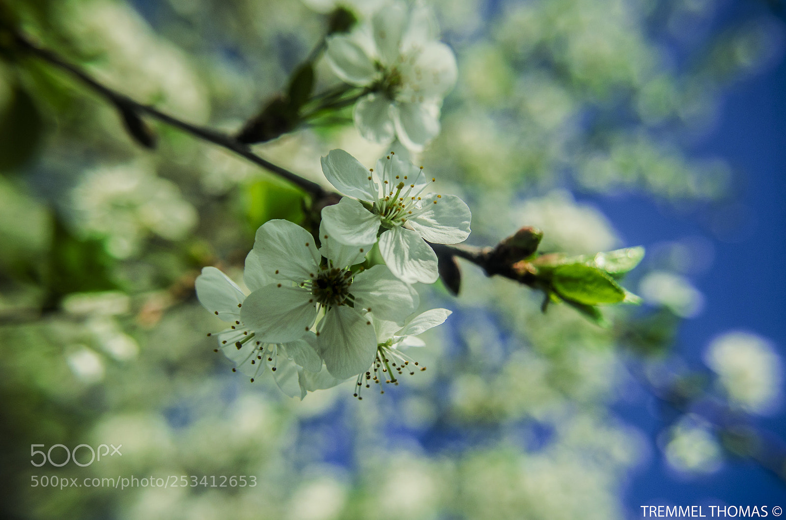 Nikon D5100 sample photo. Spring cherry blossoms photography