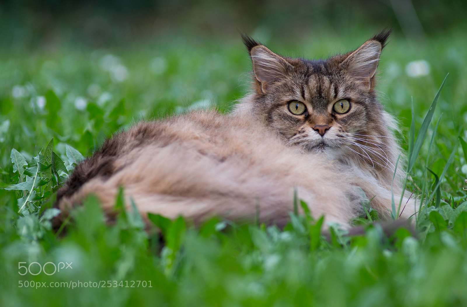 Nikon D600 sample photo. Maine coon cat at photography