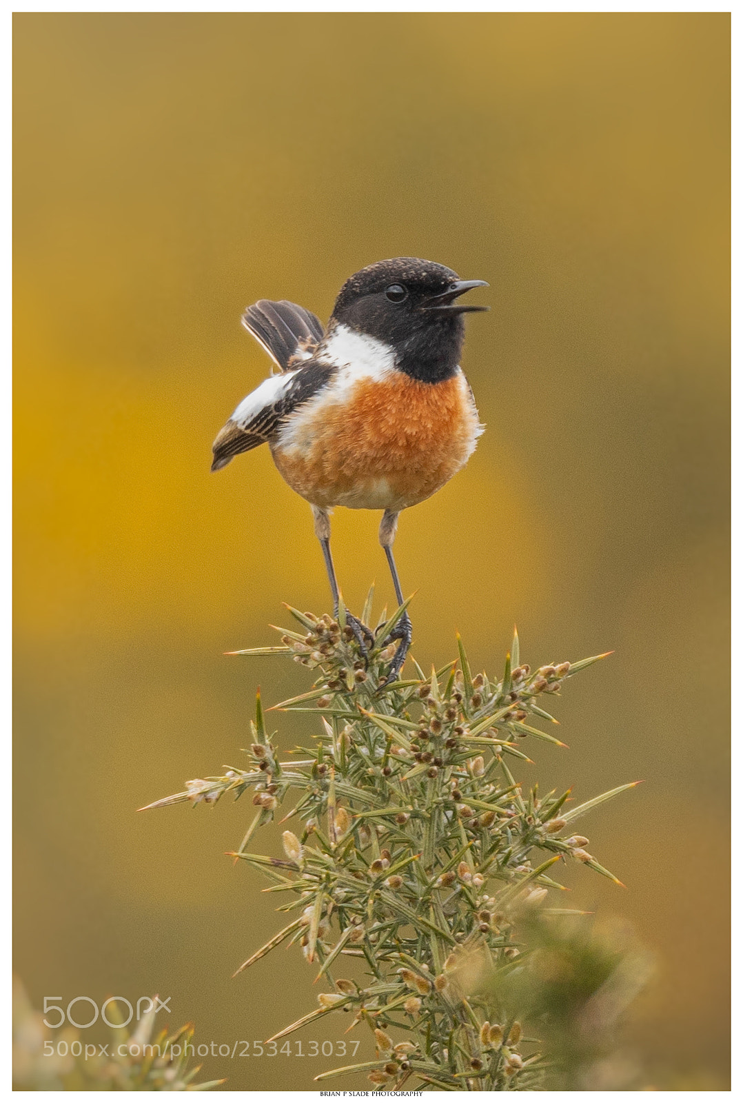 Canon EOS 5D Mark IV sample photo. Stonechat on gorse photography