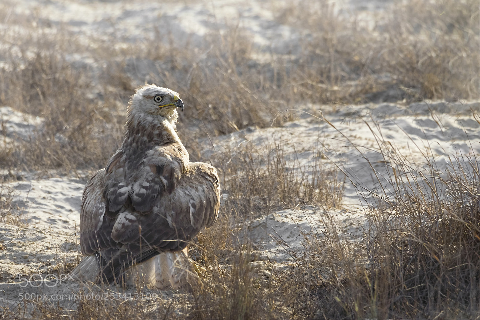 Canon EOS 7D Mark II sample photo. Long-legged buzzard photography