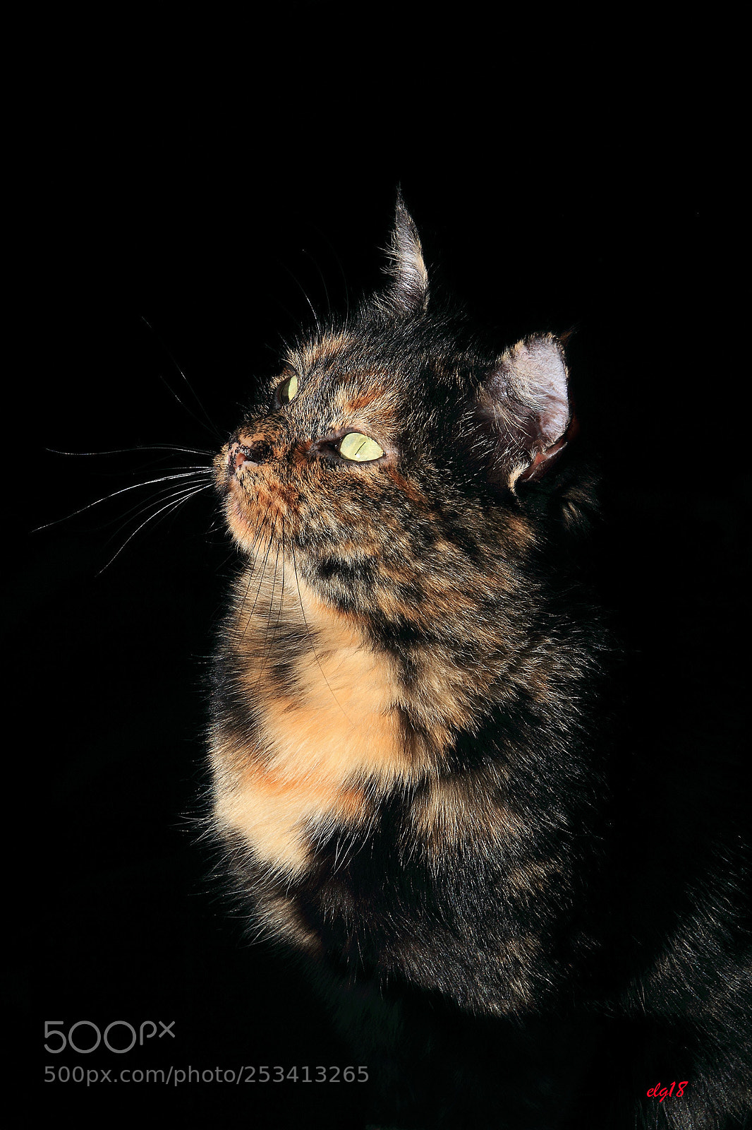 Canon EOS 7D sample photo. Ni photography