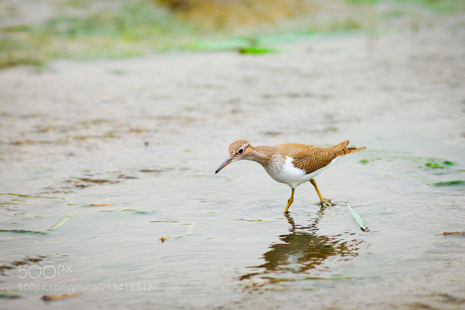 Canon EOS 6D Mark II sample photo. The sandpiper photography
