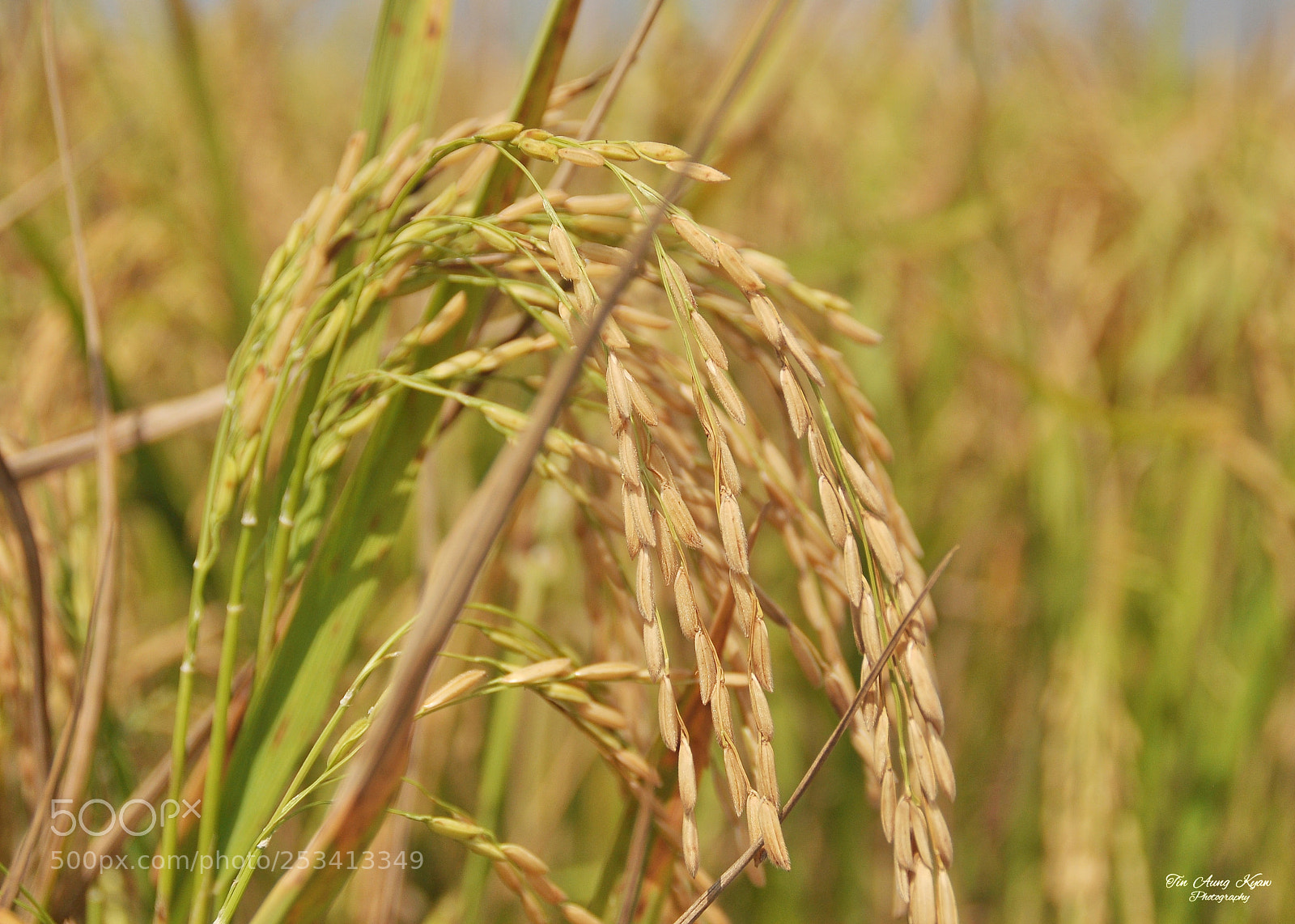 Nikon D5000 sample photo. Untitled photography