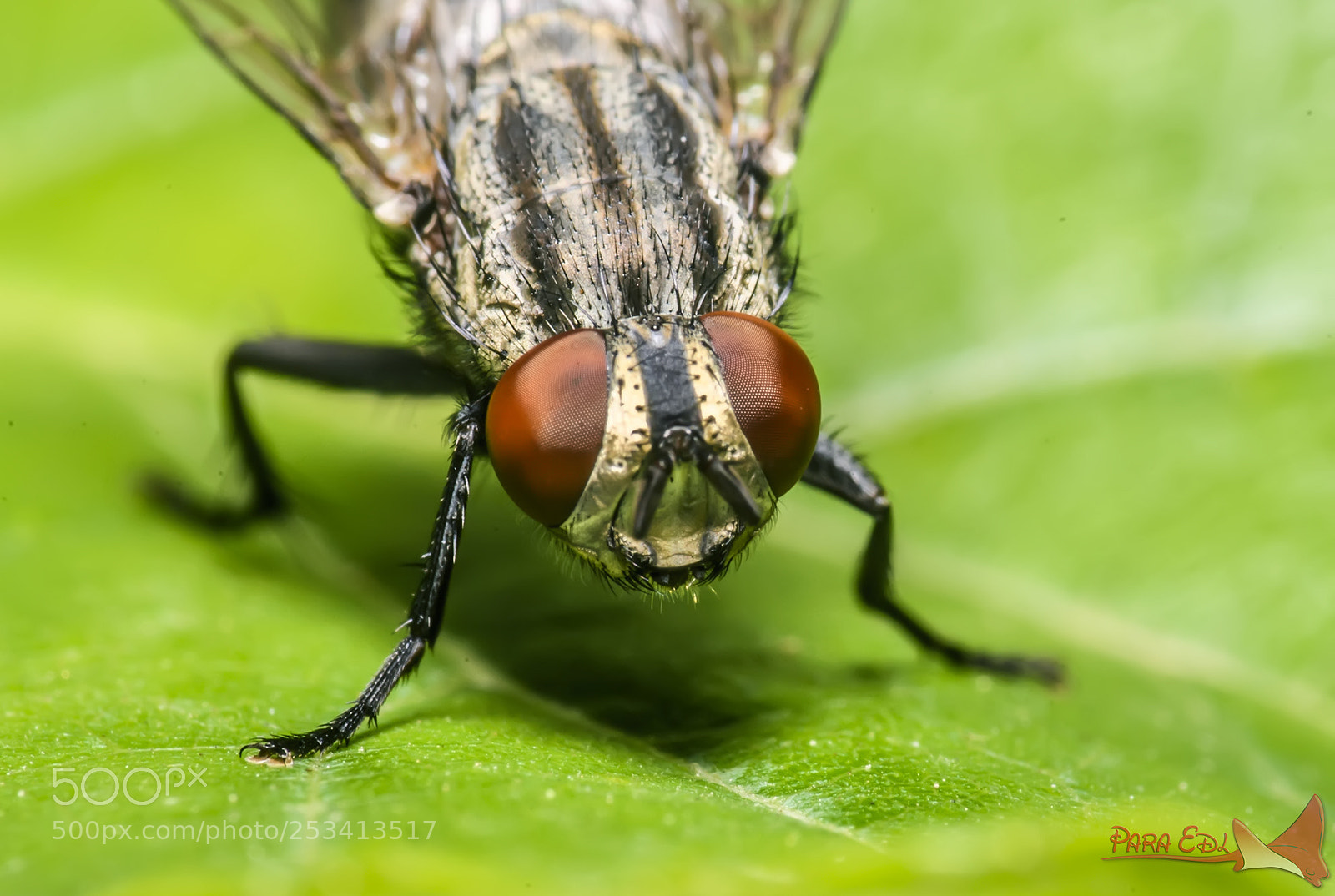 Nikon D5 sample photo. Fly photography