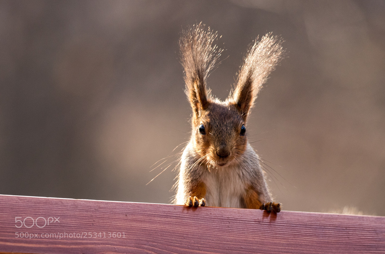 Canon EOS 80D sample photo. Squirrel in moscow park photography