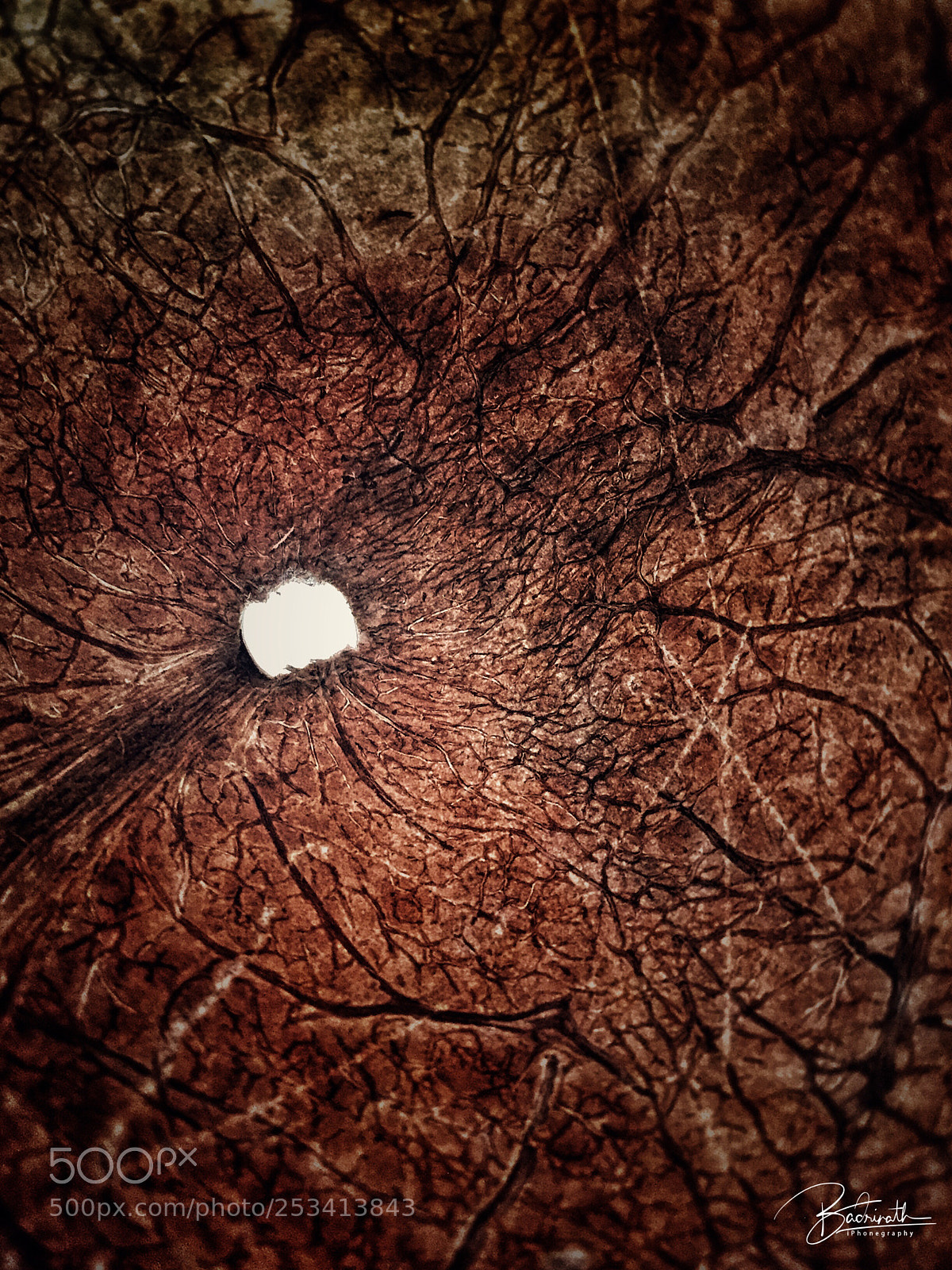 Apple iPhone 6 Plus sample photo. Coconut textures photography