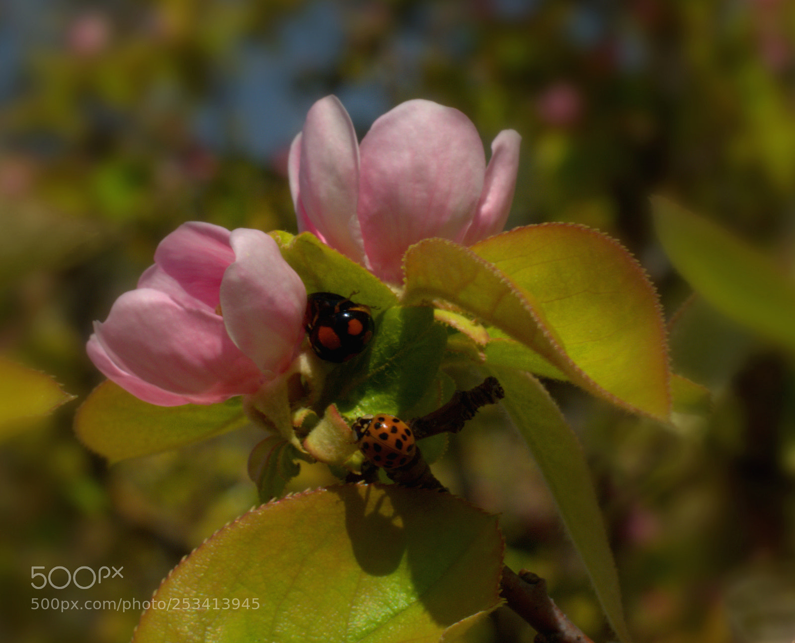 Nikon D7100 sample photo. Ladybugs photography