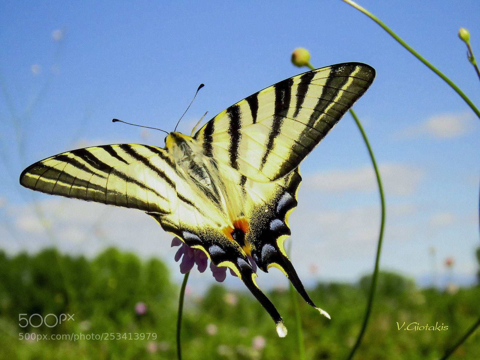 Canon PowerShot SX60 HS sample photo. Butterfly, iphiclides podalirius. photography