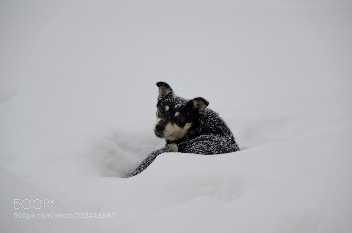Nikon D7000 sample photo. Пёсик в сугробе photography
