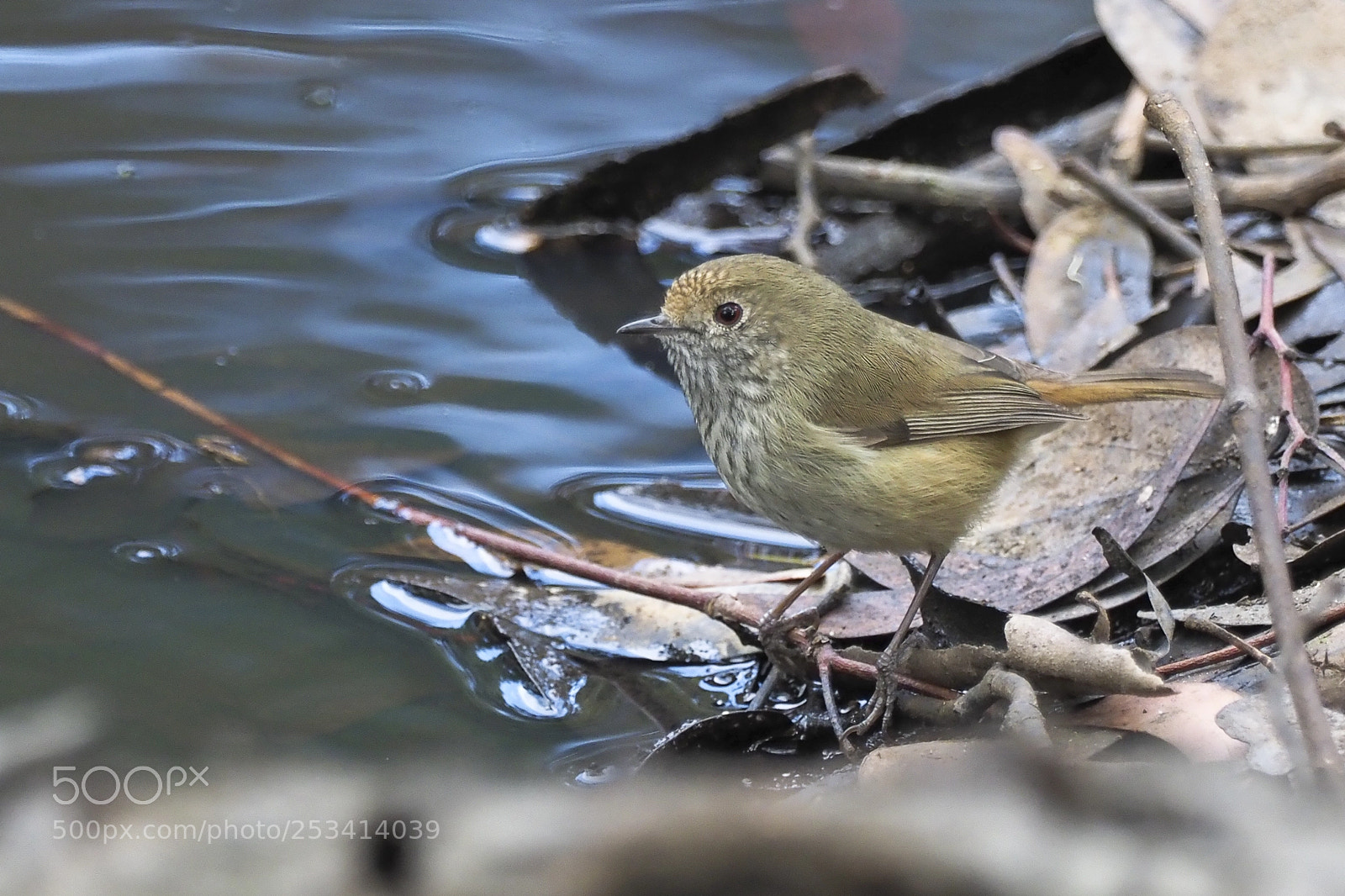 Olympus OM-D E-M1 Mark II sample photo. Brown thornbill photography