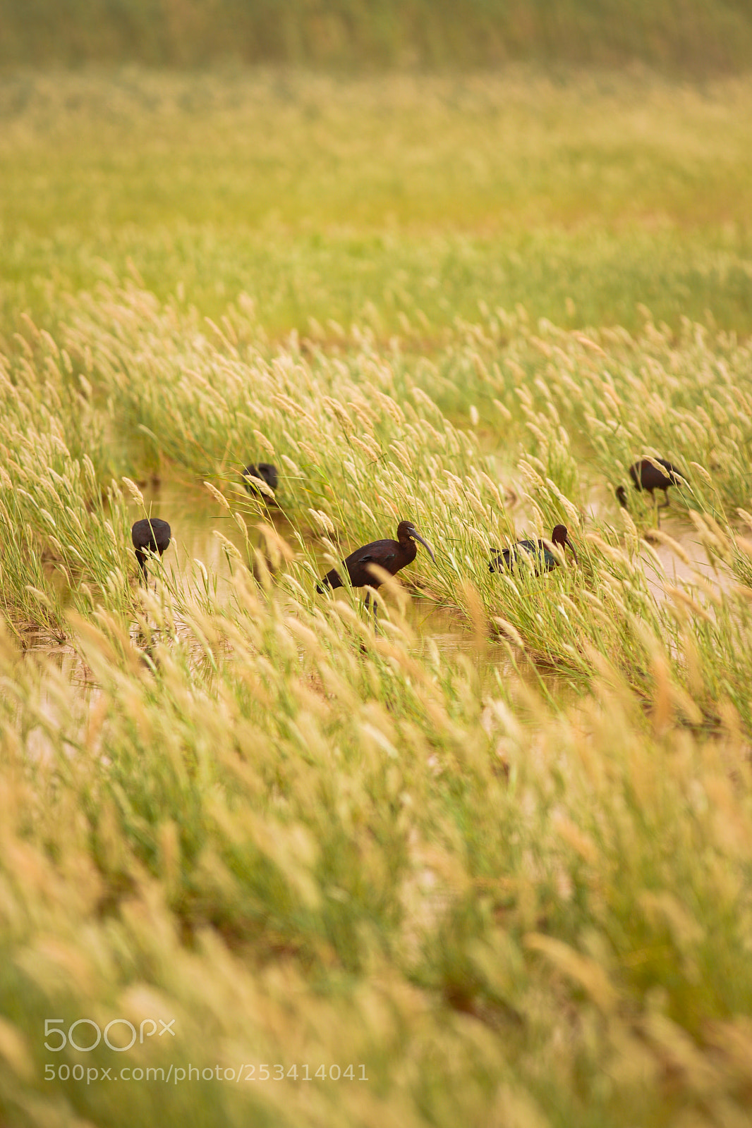 Canon EOS 6D Mark II sample photo. The fields photography