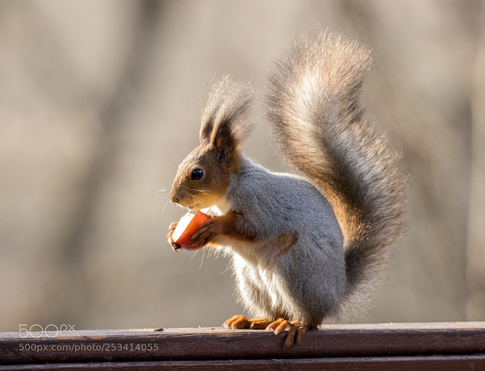 Canon EOS 80D sample photo. Squirrel in moscow park photography