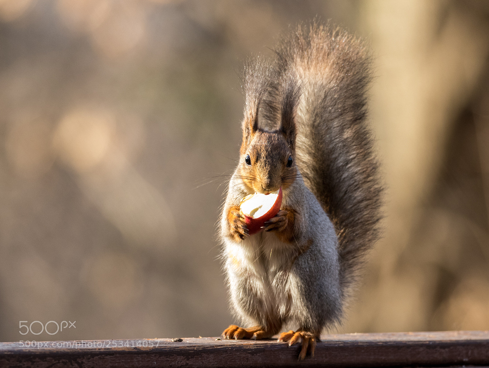 Canon EOS 80D sample photo. Squirrel in moscow park photography