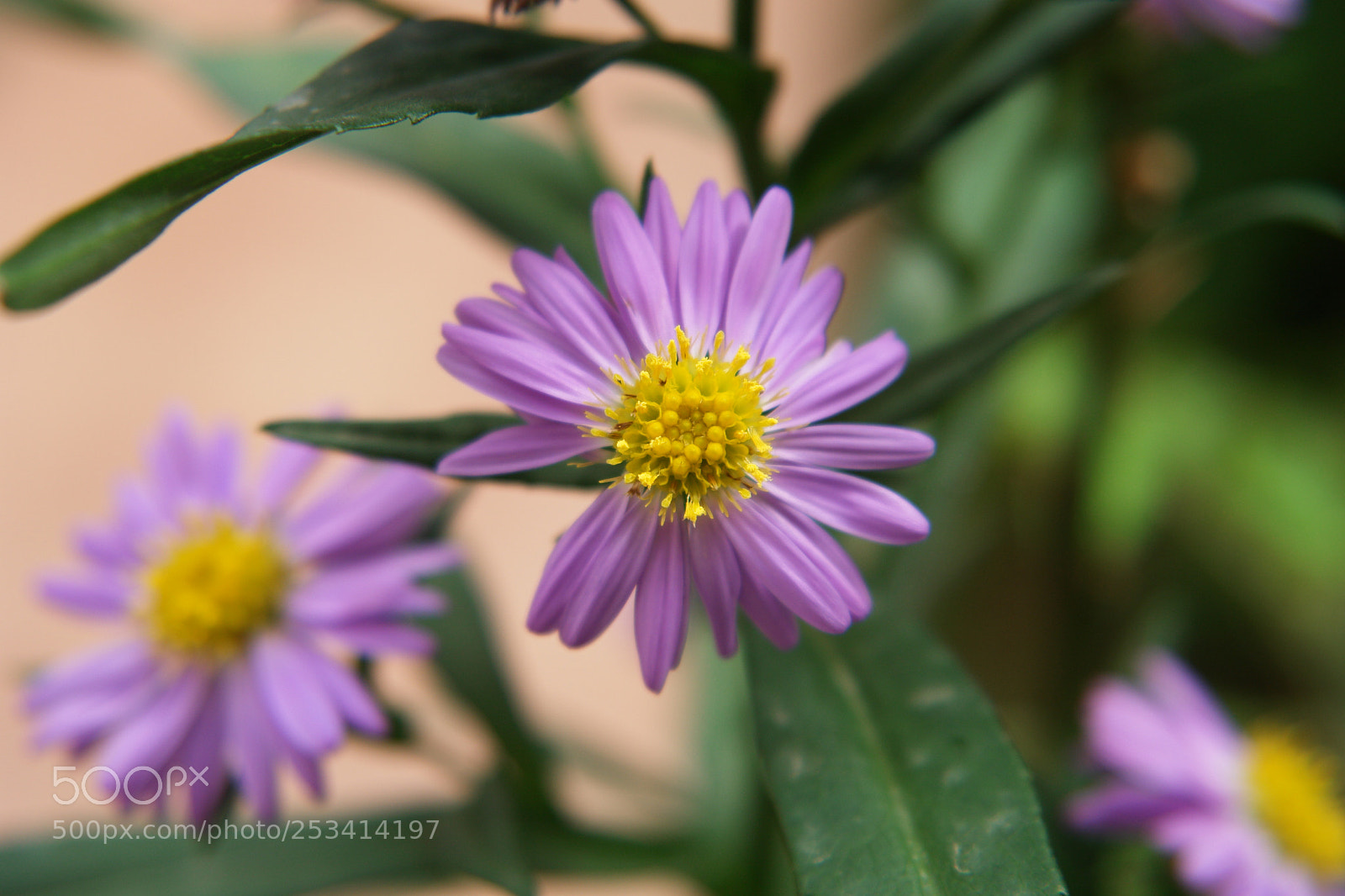 Sony DSC-R1 sample photo. Untitled photography