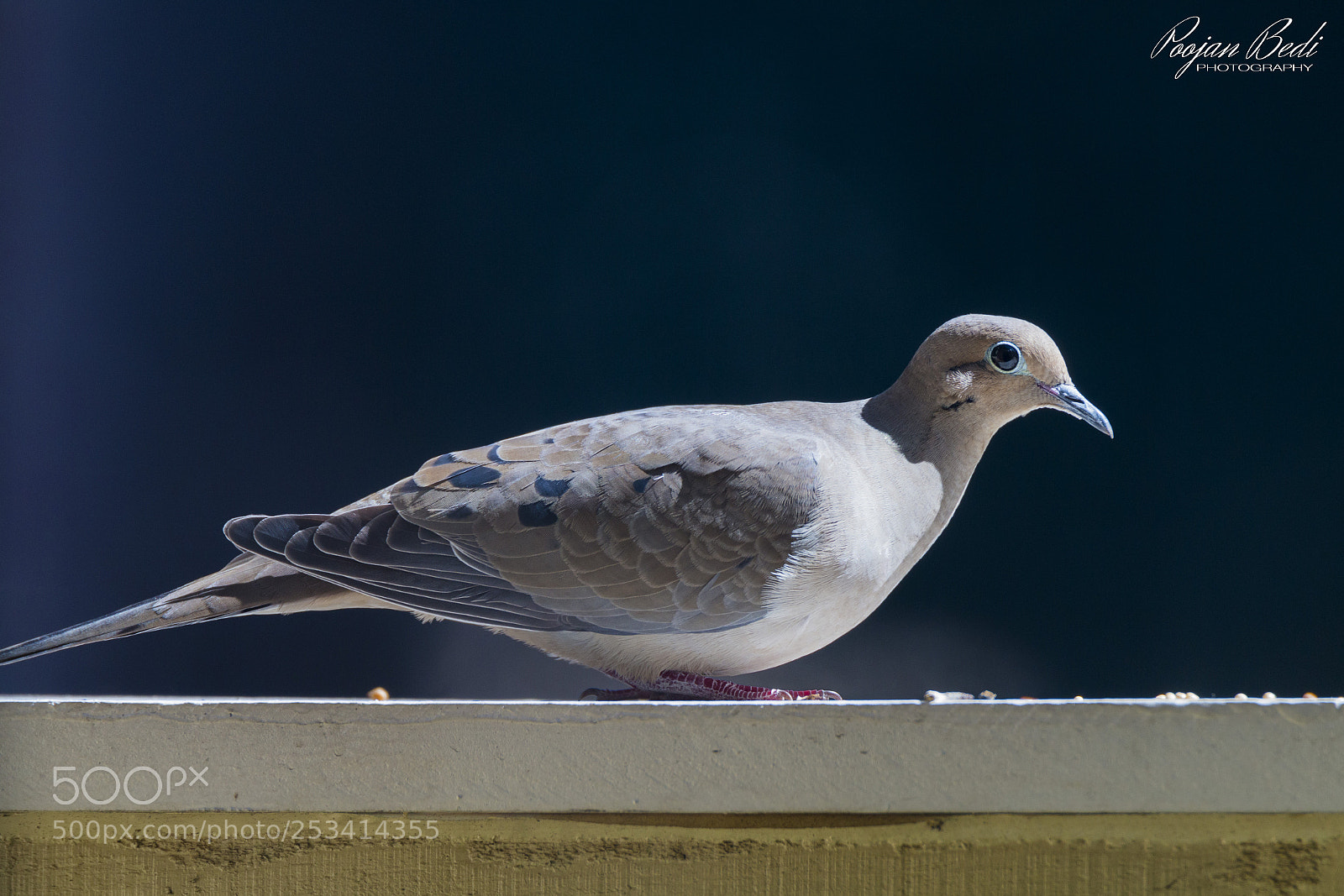 Canon EOS 70D sample photo. Eurasian collared-dove photography
