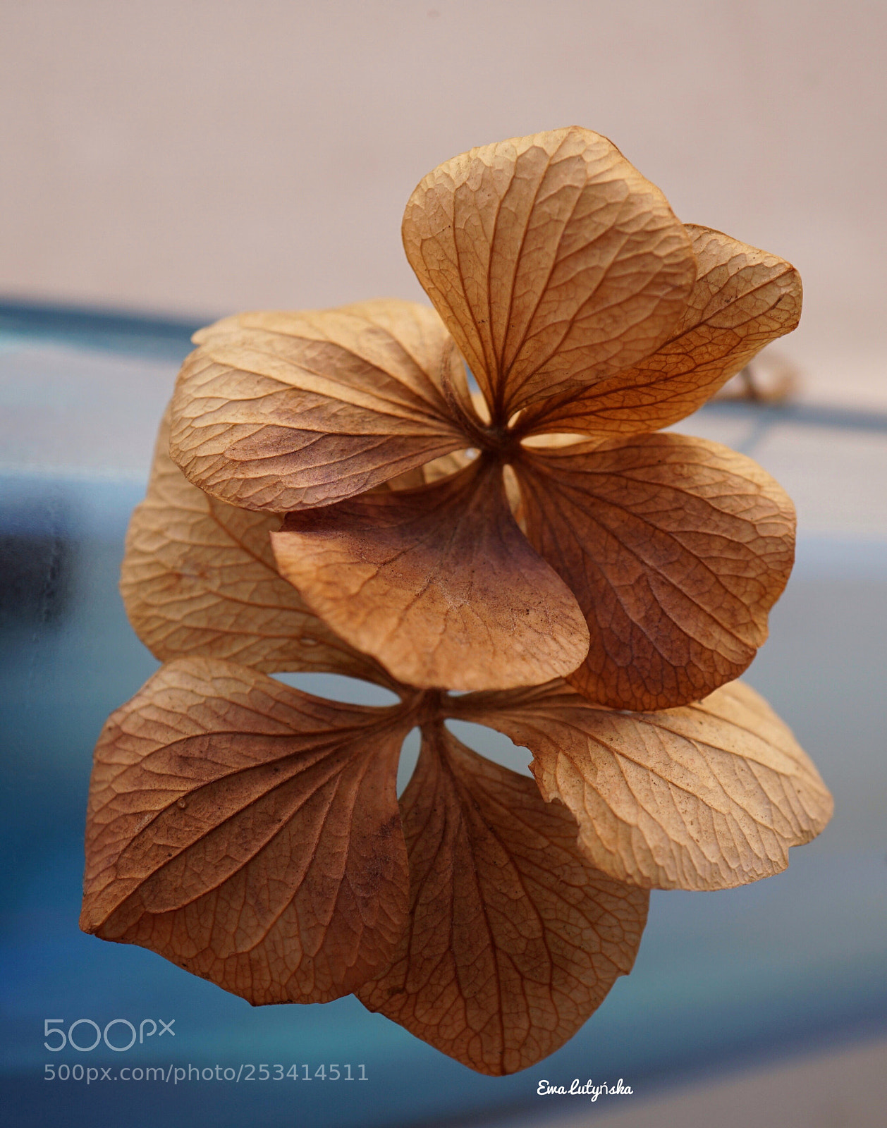 Sony a6000 sample photo. Dry hydrangea  photography
