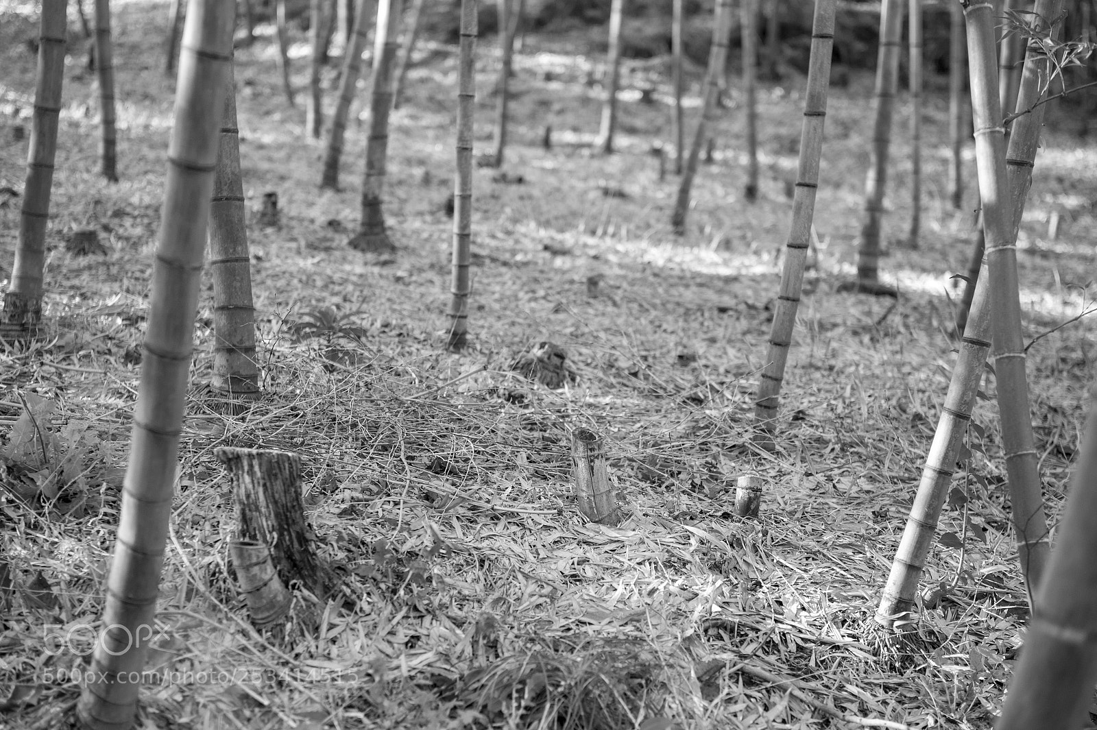 Nikon Df sample photo. The stump of bamboo photography