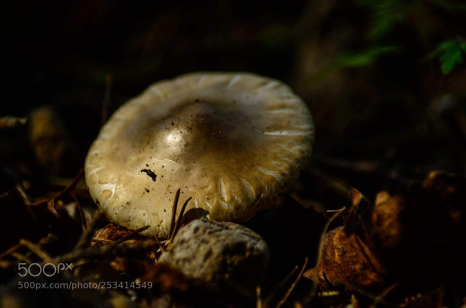 Nikon D5100 sample photo. Mushroom photography