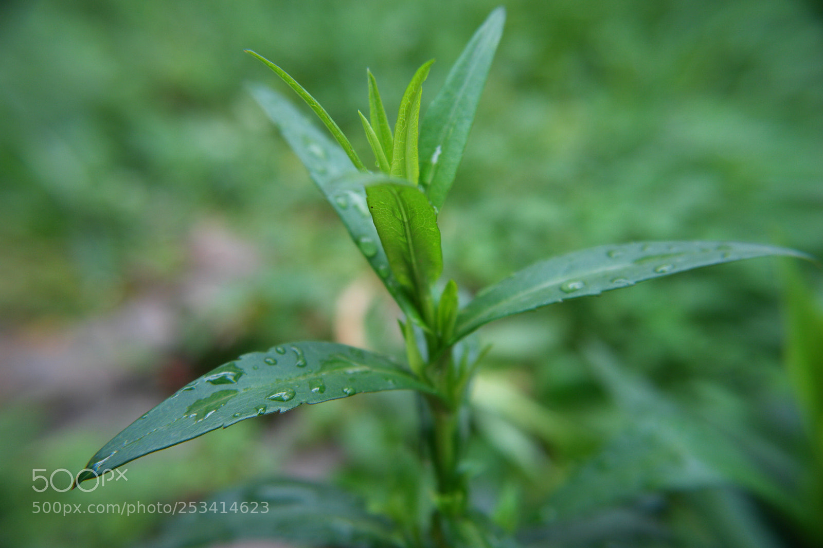 Sony DSC-R1 sample photo. Untitled photography