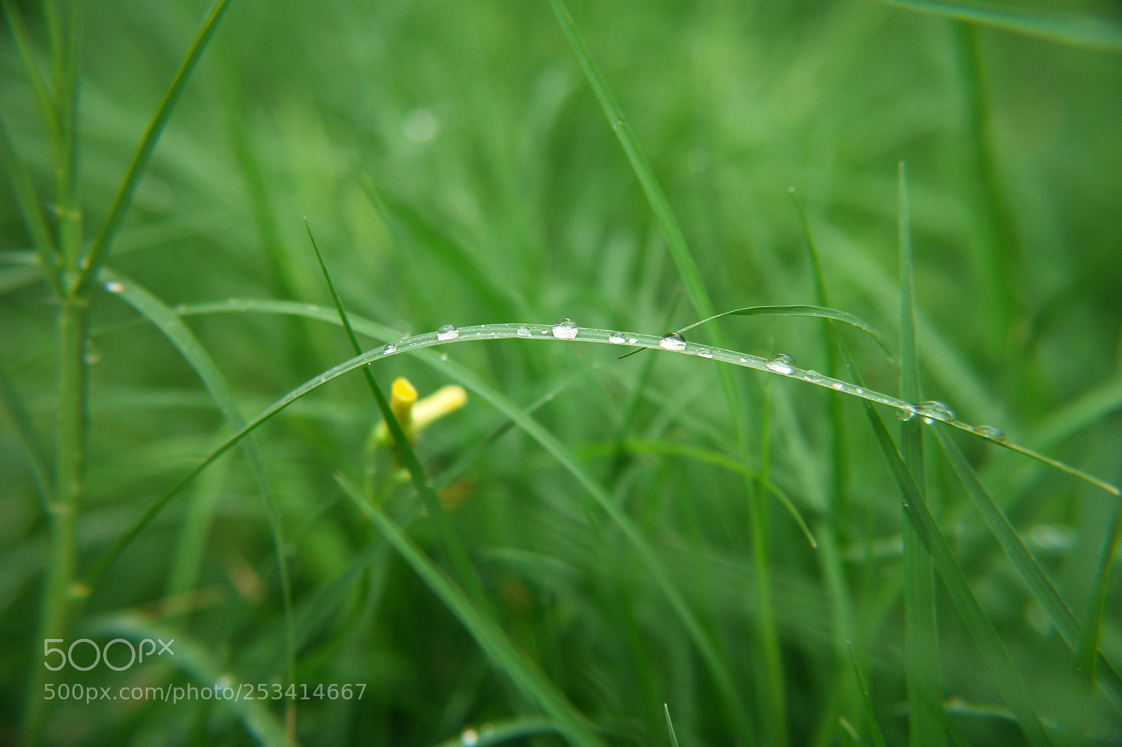 Sony DSC-R1 sample photo. Untitled photography
