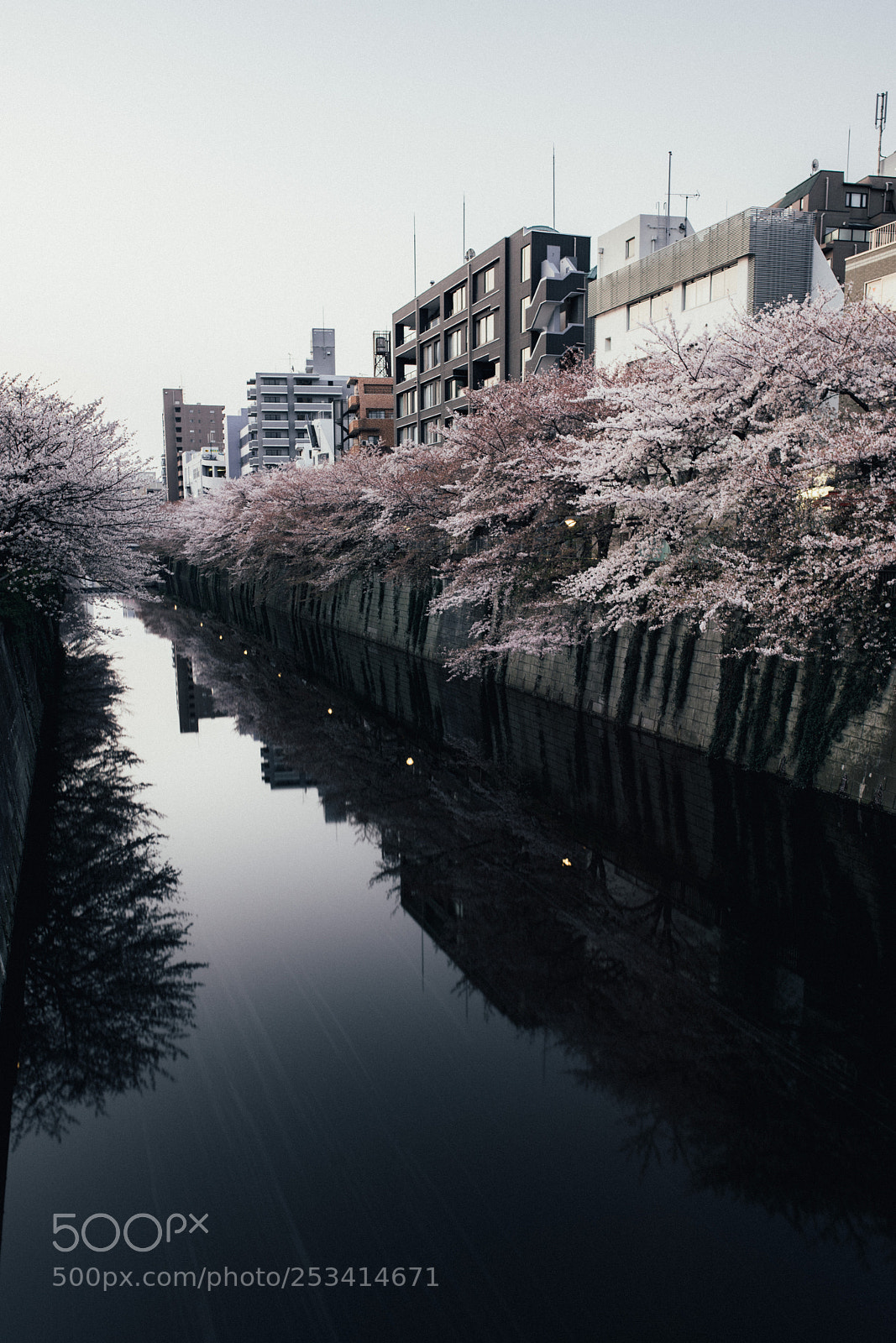 Nikon D810 sample photo. Sakura photography