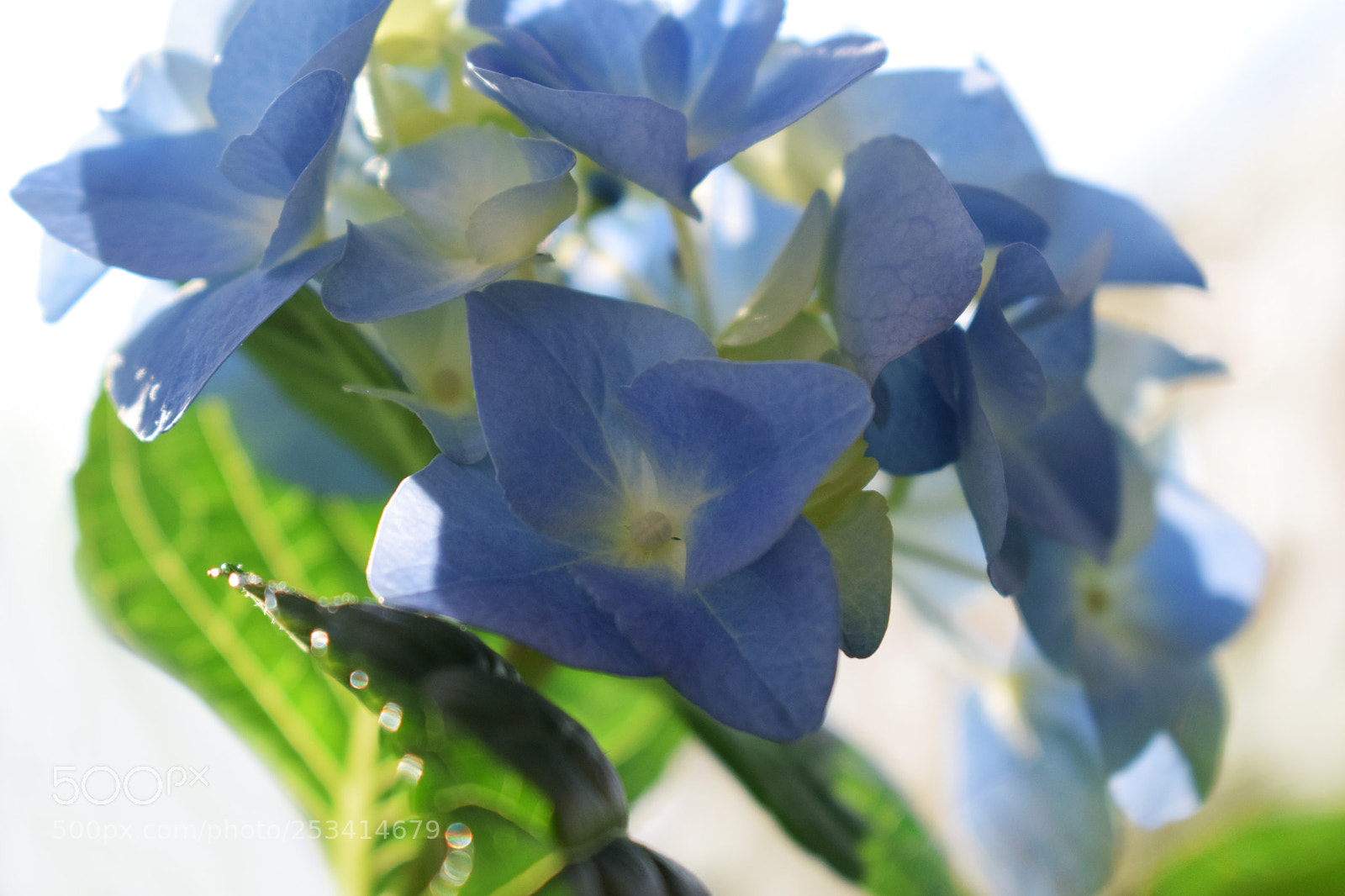 Nikon D5300 sample photo. Hydrangea photography