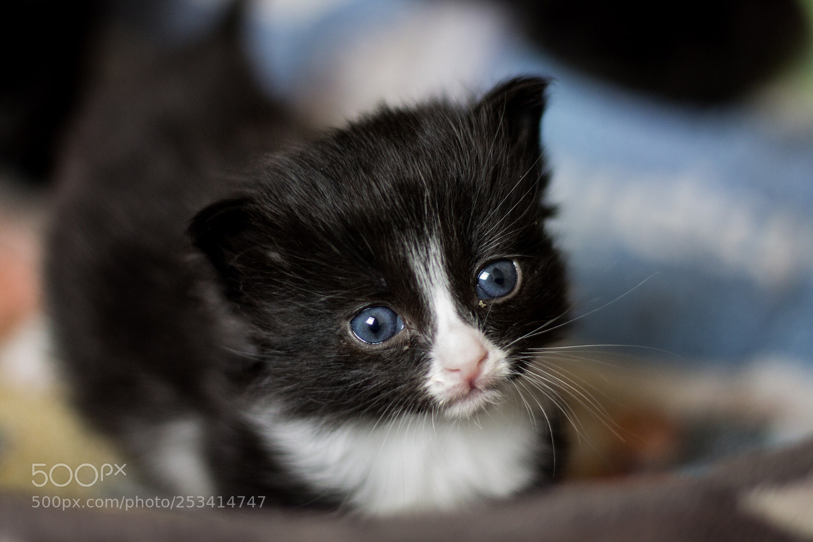Canon EOS 1100D (EOS Rebel T3 / EOS Kiss X50) sample photo. Kitten photography
