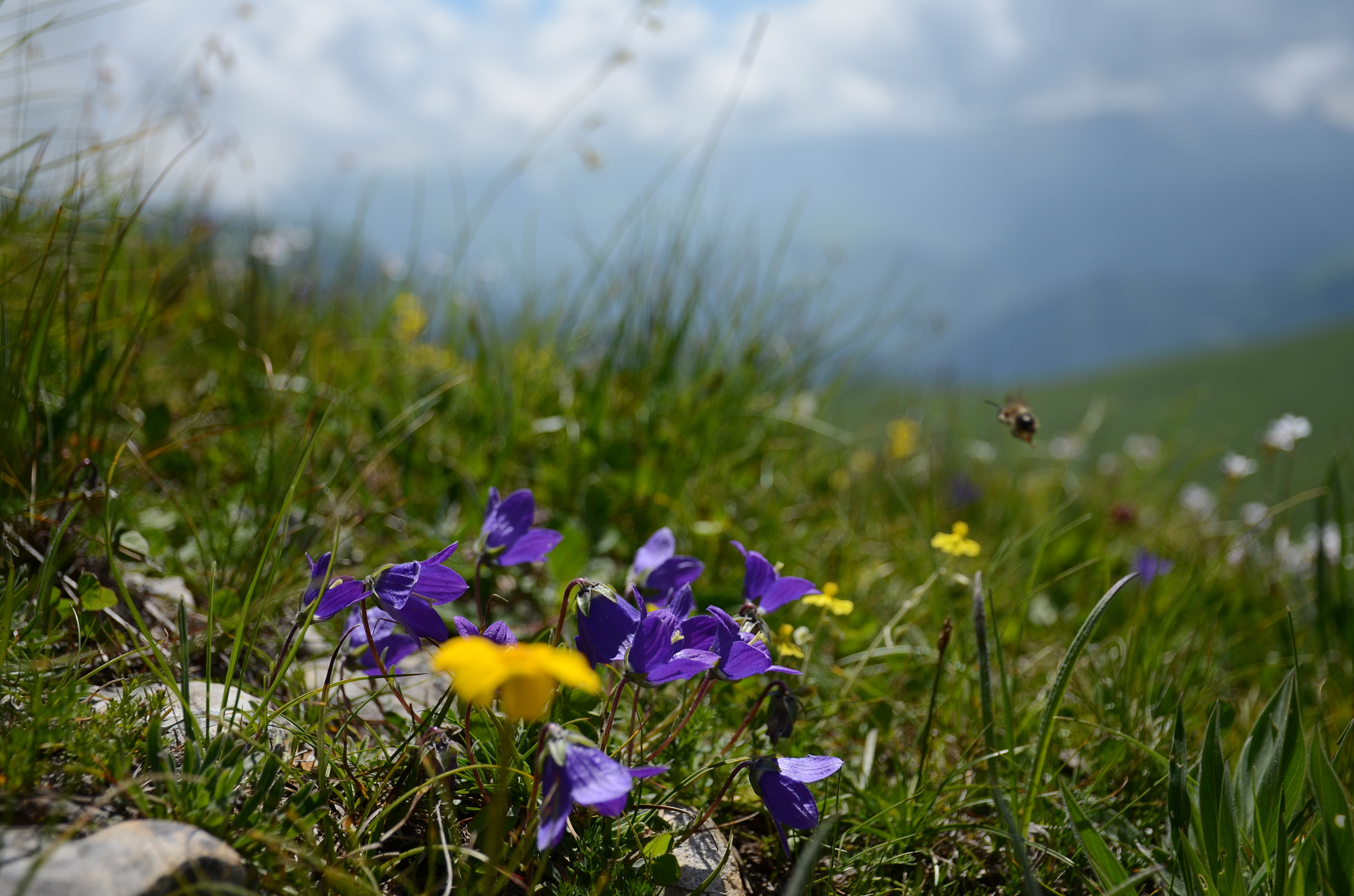 Nikon D5100 sample photo. Mountain flowers photography