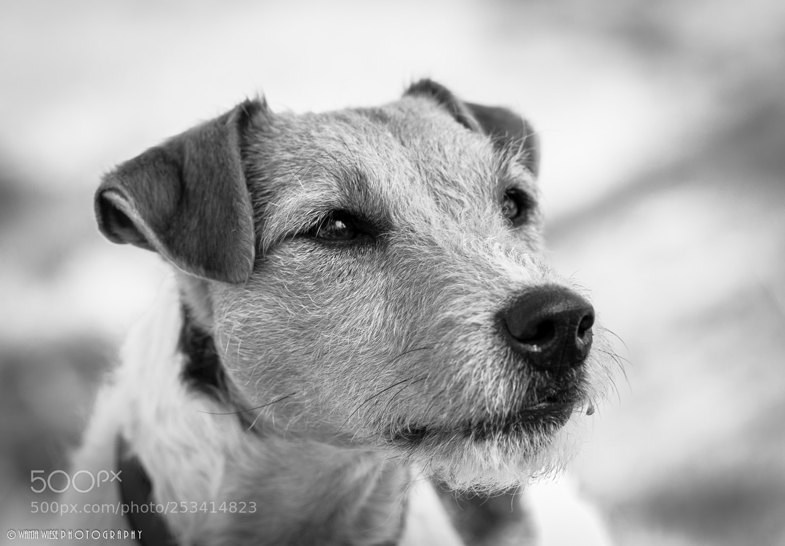 Canon EOS-1D Mark IV sample photo. Annique photography