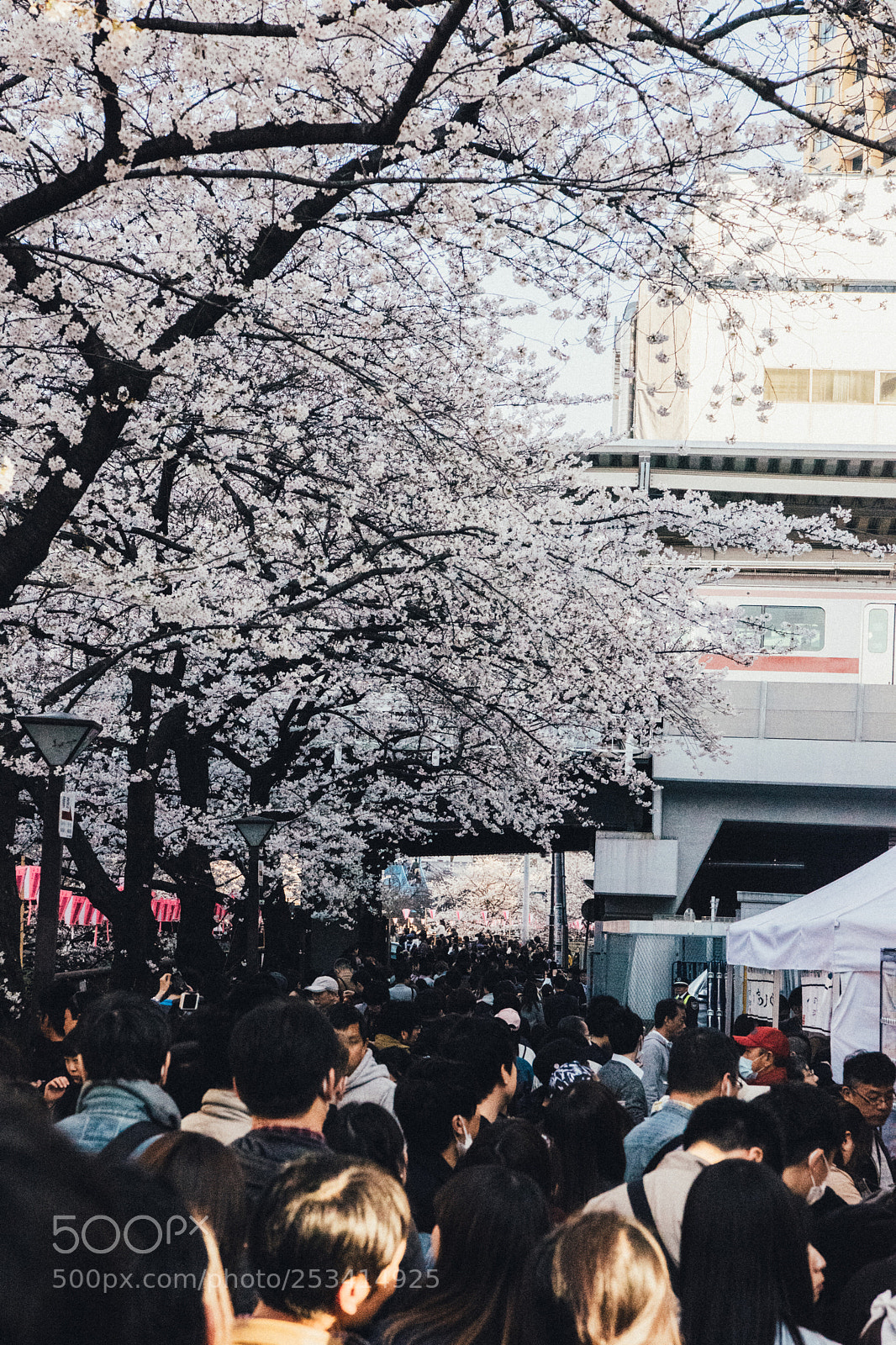 Nikon D810 sample photo. Sakura photography