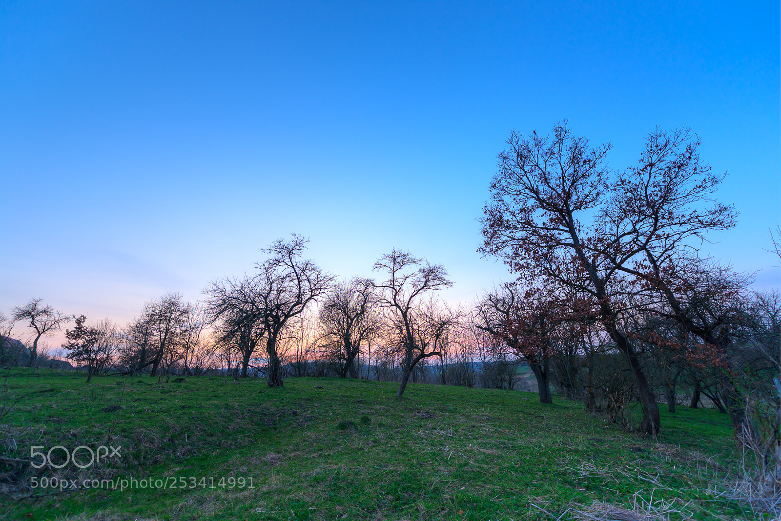 Nikon D610 sample photo. Fruit trees at dusk photography