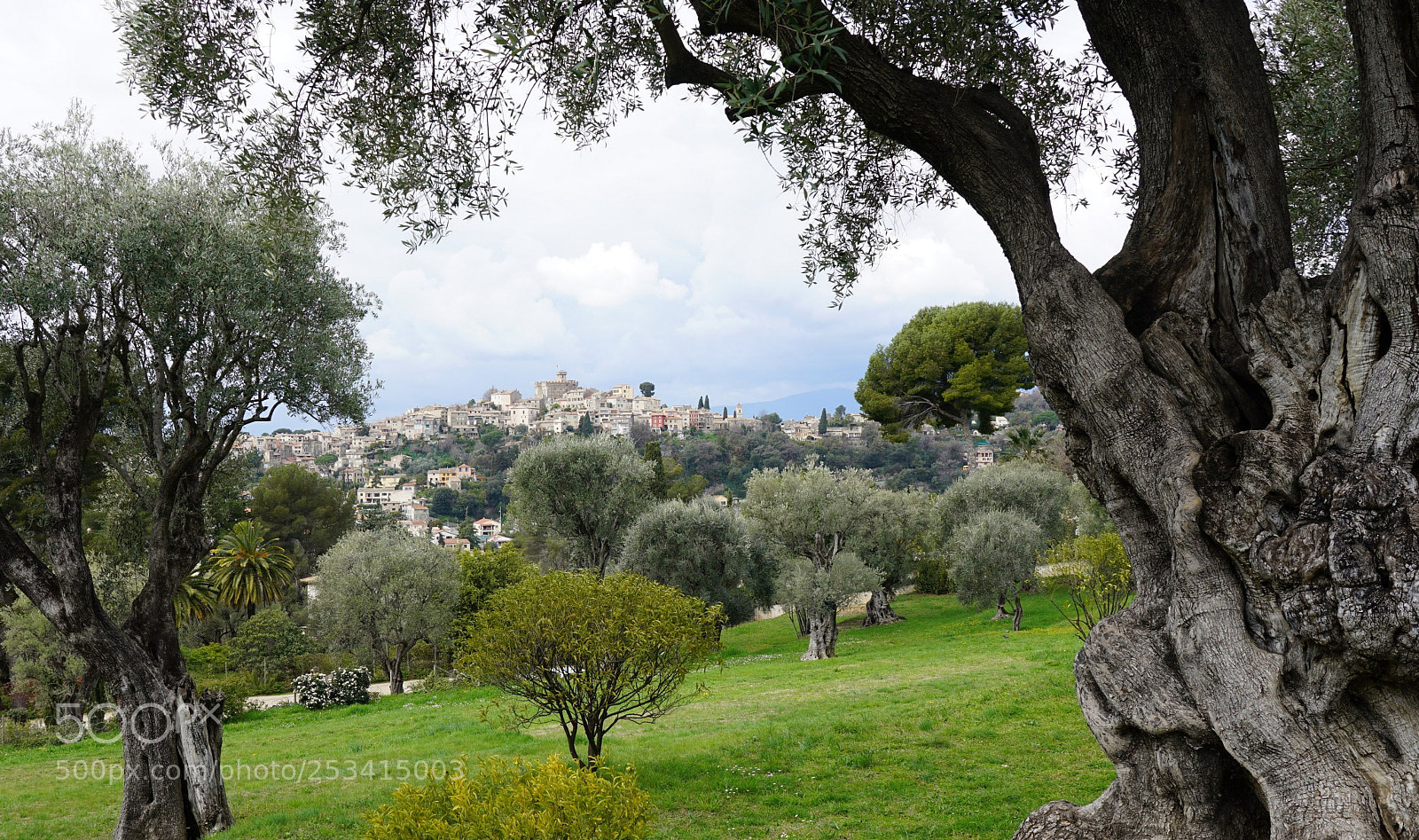 Sony a7R II sample photo. Olives photography