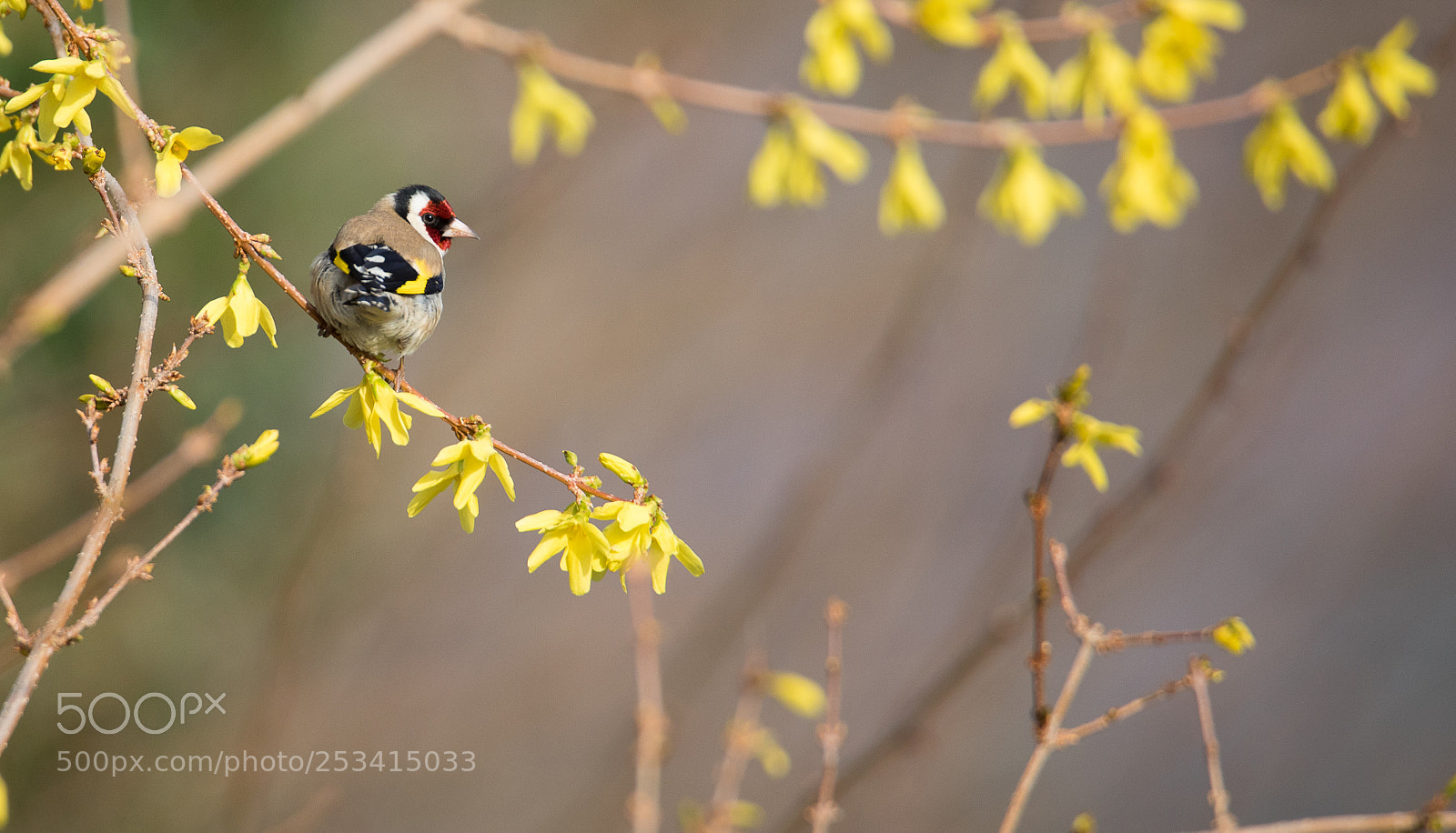 Canon EOS 5D Mark IV sample photo. Oiseaux - jardin photography