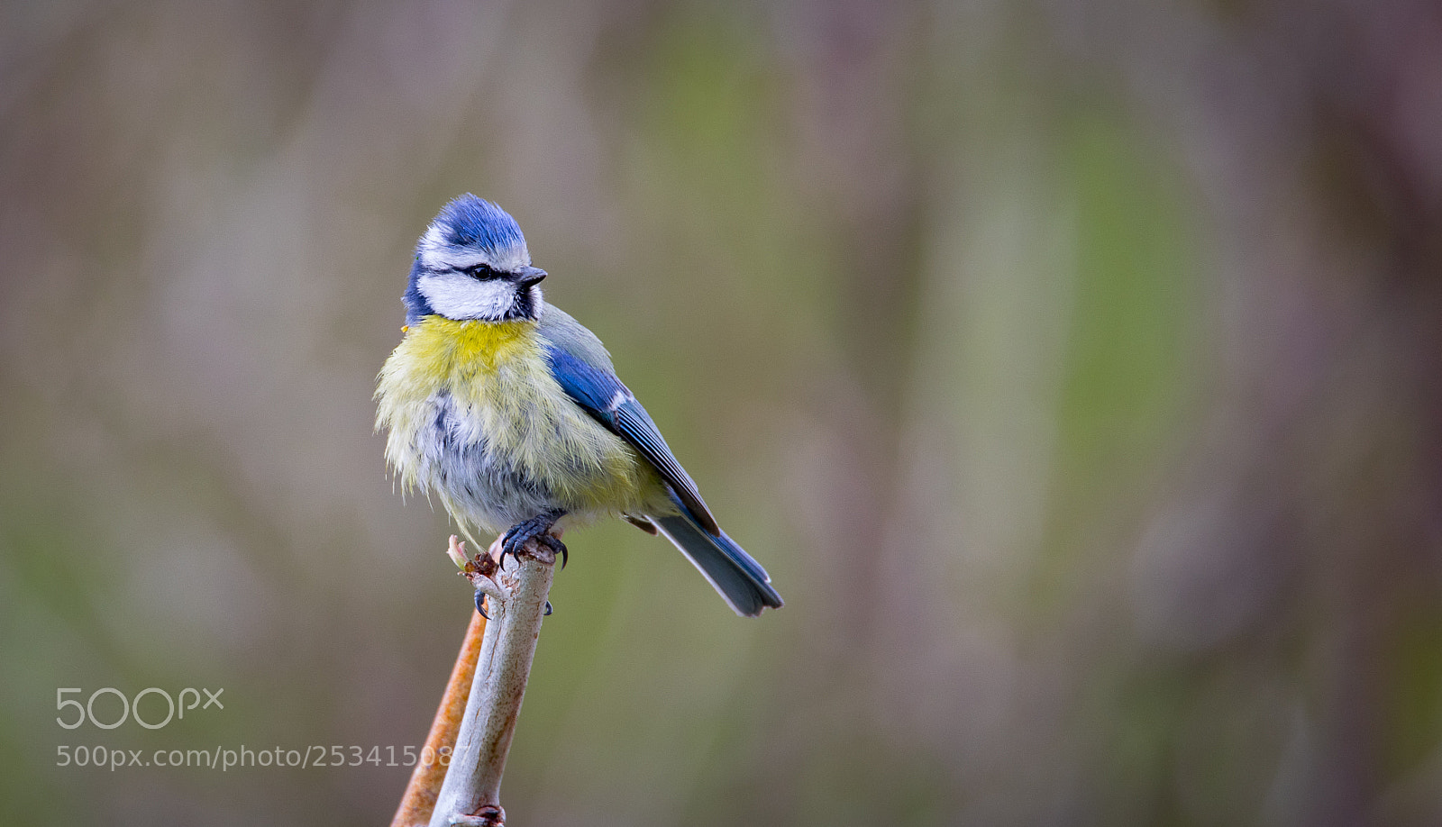 Canon EOS 5D Mark IV sample photo. Oiseaux - jardin photography