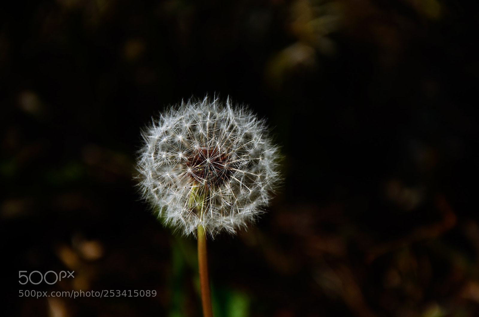 Nikon D5100 sample photo. Blowball photography