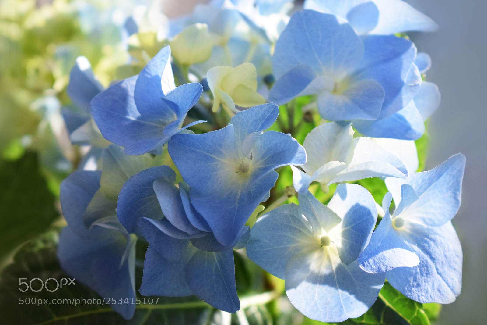Nikon D5300 sample photo. Blue hortensia photography