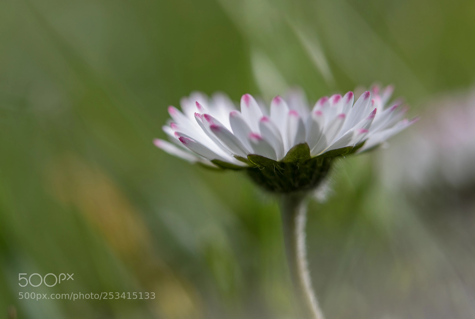 Canon EOS 5D Mark IV sample photo. Macro paquerettes -avril 2018 photography