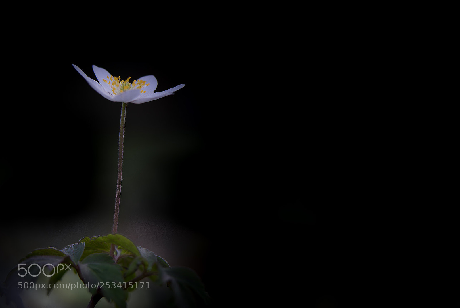 Canon EOS 5D Mark IV sample photo. An mone blanche des photography