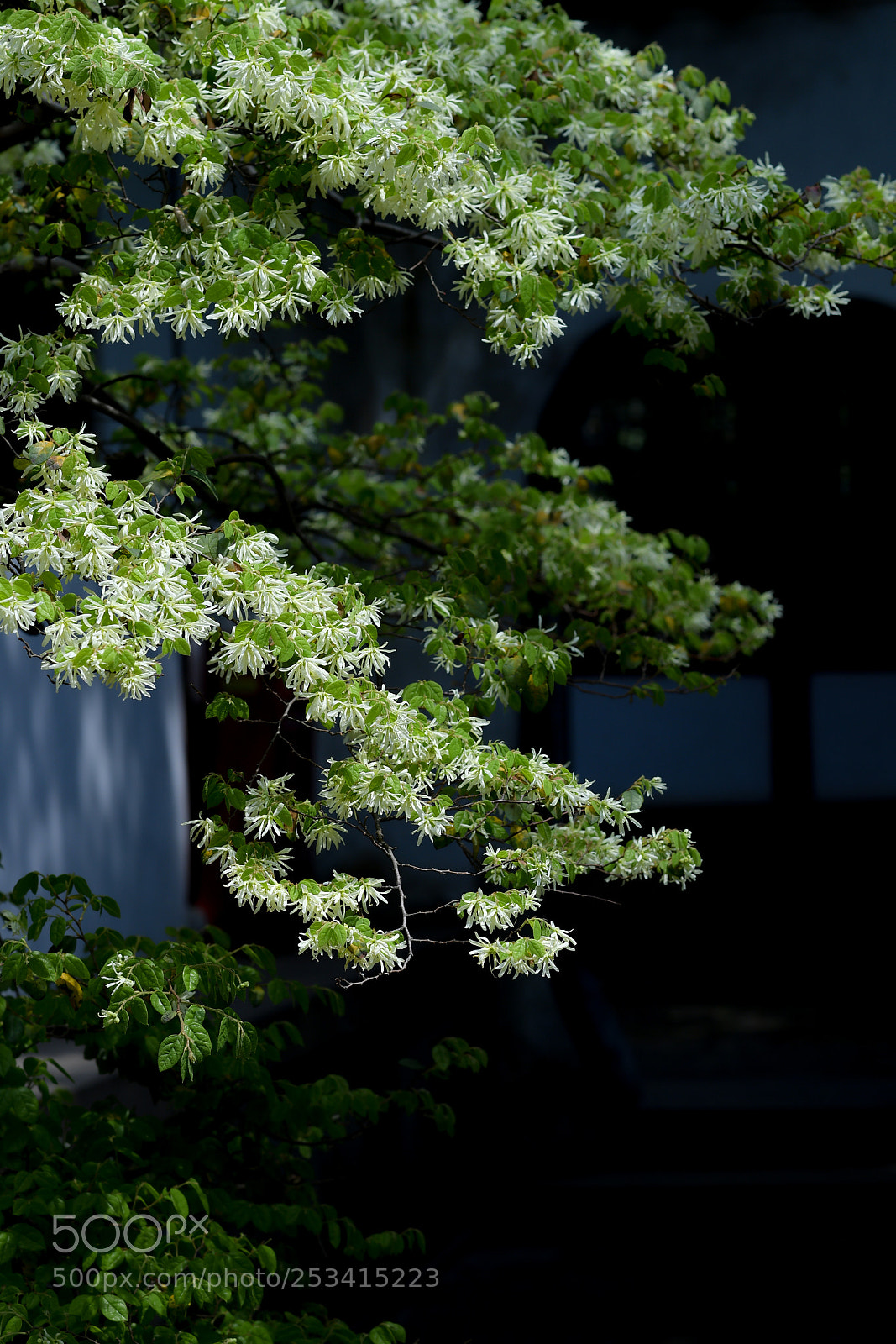 Nikon D5 sample photo. Untitled photography