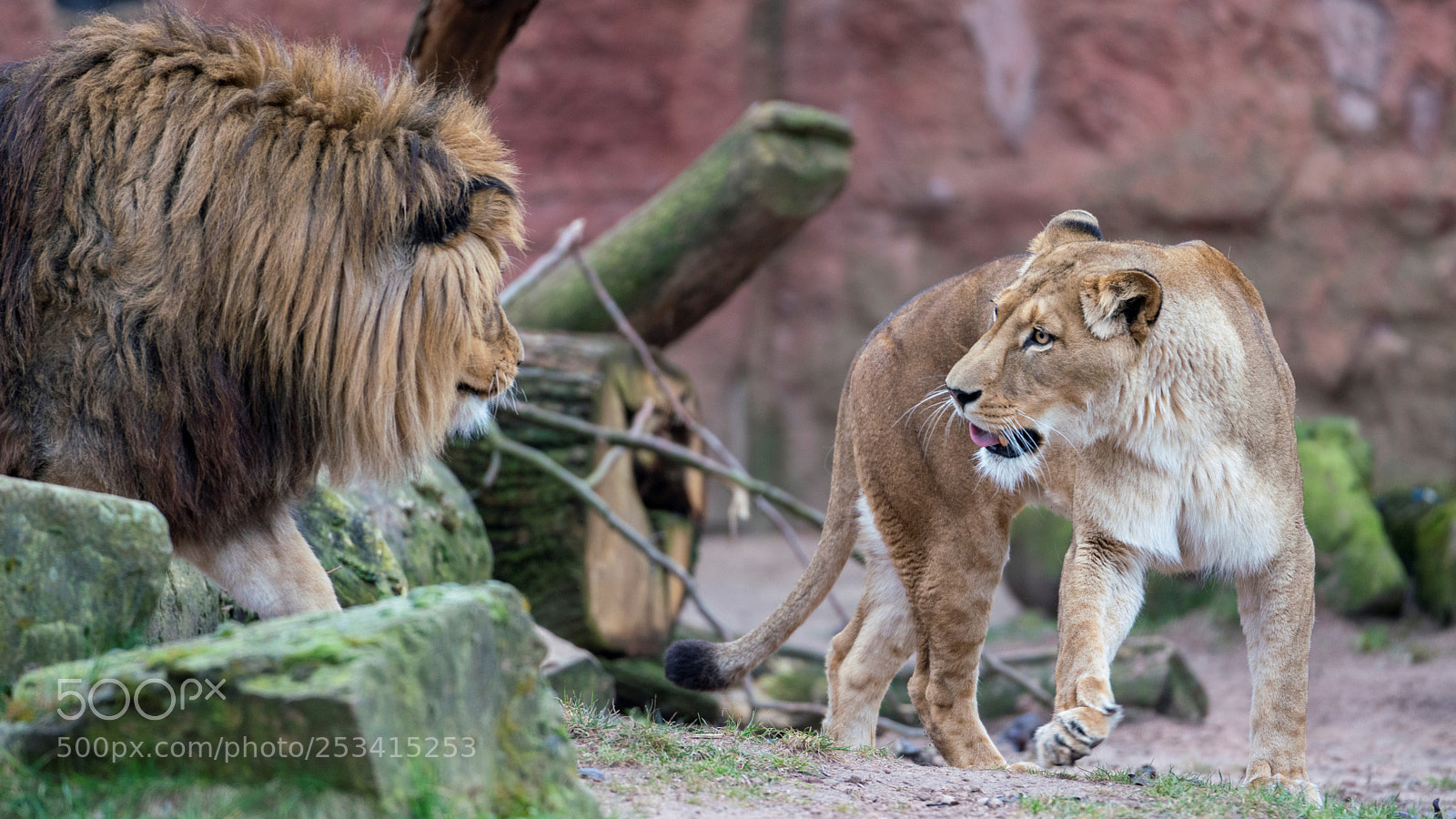 Sony a7R III sample photo. Lion couple photography
